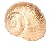 Produktbild NaDeco Weinbergschnecke Gold groß ca. 4-6cm | Cornu aspersum | großes Schneckenhaus | Dekoschnecke