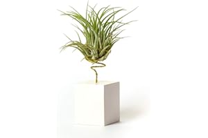 PLANDAIRE Tillandsia Ionantha Scaposa IR Plante sans Terre Vivante - Tillandsias Plantes Vraies - Plantes Interieur Naturelle Tillandsia Vraie Plante Plantes Aériennes (Soutien Inclus)(Blanc)