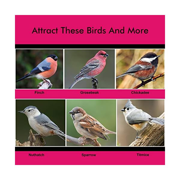 BELLE VOUS Mangiatoia per Uccelli Selvatici in Plastica da Esterno a Tubo (3pz) - capacità 368 g - 2 Mangiatoia per…