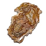 Baumscheibe versteinerte Holz Scheibe aus Madagaskar