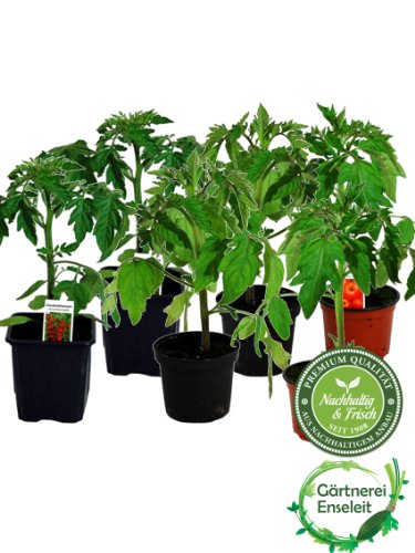 Tomatenset, 6 Tomatenpflanzen,Tomate,Fleischtomate,Cocktailtomate