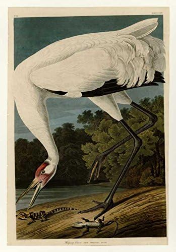 The Museum Outlet - Art Postcard - Audubon - Hooping Crane - Plate 226 - Set of 12 Postcards