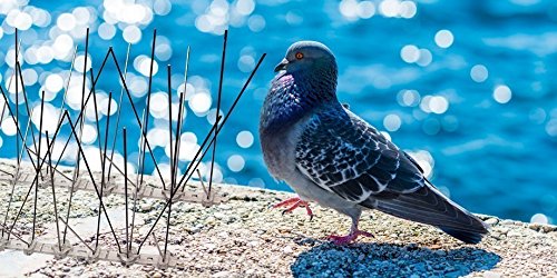 Pestsystems Vogelabwehrsystem, 1 Meter Taubenspikes 2-reihig auf V2A-Flexleiste – hochwertige Lösung für Vogelabwehr Taubenabwehr Edelstahl Spikes - 7