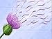 Produktbild PAINTING DIGITAL GRAPHIC WINDY THISTLE SCOTLAND CE ART PRINT POSTER HP025