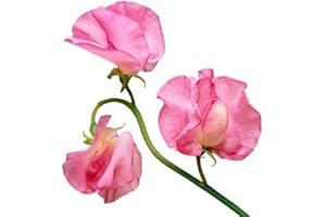 MUMDADANDBABY Sweet Pea Fragrance Oil - 10ml Bottle - Concentrated for Candles, Soaps, Oil Burners, Wax Melts and Fragrance Sprays