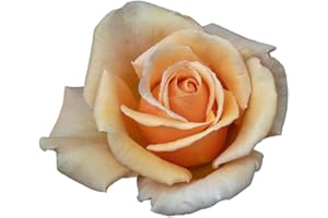 Valencia®, rosa viva di Rose Barni®, rosa in vaso effetto prestigio di color giallo ocra con profumo intenso, ideale per coltivazione in vaso, composizioni e cespugli, rifiorente cod.71274