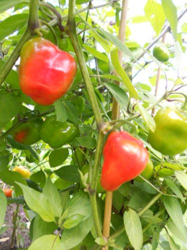 Baumchili Rocoto Red 10 Korn ***Super Ertrag und große Früchte*** - 2