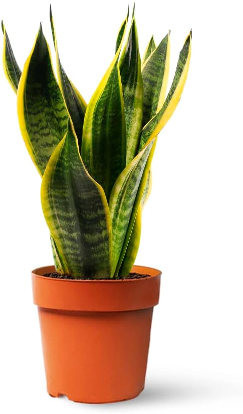 Sansevieria Trifasciata o Laurentii - Lengua de Suegra | Planta suculenta natural ideal para interior con altura 20-25 cm en maceta de 10ø | April Plants