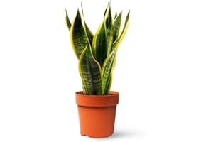 Sansevieria Trifasciata o Laurentii - Lengua de Suegra | Planta suculenta natural ideal para interior con altura 20-25 cm en maceta de 10ø | April Plants