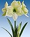 Produktbild Portal Cool Birne 34/36: Amaryllis Hippeastrum Luna Große Birnen-Größe 34/36