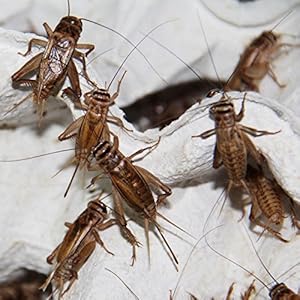 Großpackung Heimchen groß - Futterinsekten, Futtertiere, Inhalt ca.250 Stück