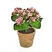 Produktbild artplants - Künstliche Kalanchoe FAJRA mit Blüten, weiß-rosa, 22 cm - Deko Blume / Künstliche Pflanze im Topf