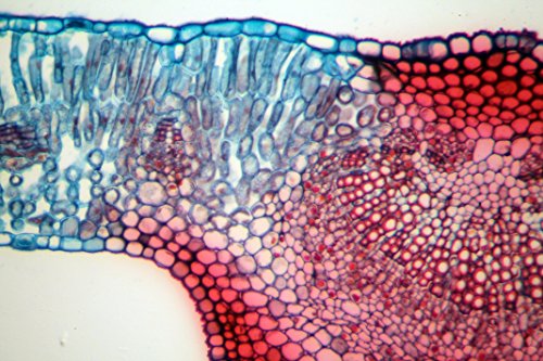 The Apex Researcher Microscope - Image 8