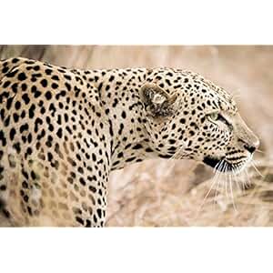 Suchergebnis auf Amazon.de für: Leoparden - Wohnzimmer / Möbel: Küche