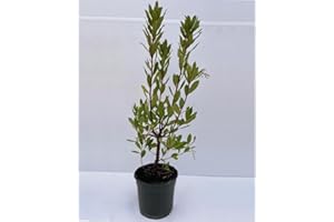 Corbezzolo "Arbutus unedo" strawberry tree pianta da frutta in vaso ø19 cm - Vivaio di Castelletto