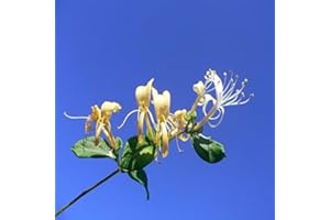 MONDOPIANTE Pianta Lonicera Caprifolium