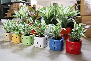 Rolling Nature Good Luck Air Purifying Live Njoy Money Plant Dice Ceramic Pots Set of 6