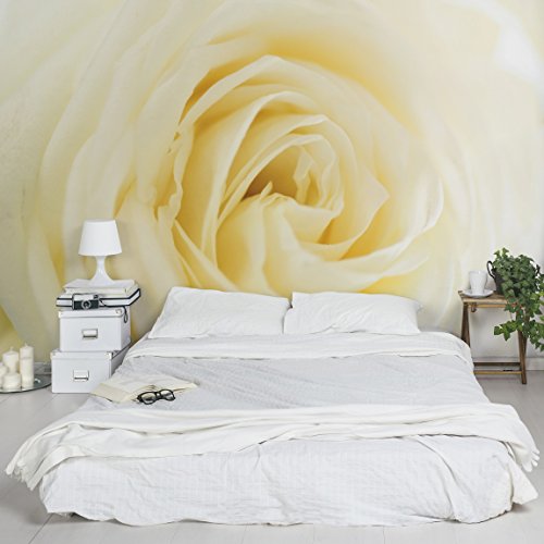 Apalis Vliestapete Blumentapete White Rose Fototapete Breit | Vlies Tapete Wandtapete Wandbild Foto 3D Fototapete für Schlafzimmer Wohnzimmer Küche | gelb, 94863