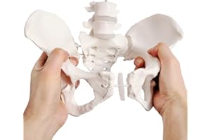 EVOTECH SCIENTIFIC Flexible Female Pelvis Model, Hip Model, Life Size, Female Pelvic Skeleton Model, Medical Quality, Anatomy for Science Classroom Study Display Teaching Medical Model