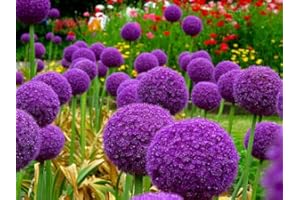 G GARDENS Allium Globemaster Bulbs Size 18/20 Spring Flowers Plants Purple x3 Bulbs