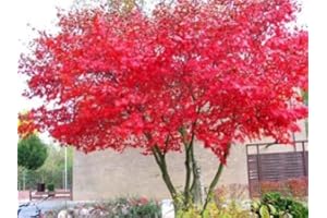 Tree Seeds Online - Top Three Acers 75 Seeds - 2 Packs