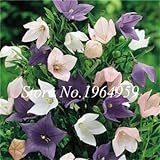 Piante Vere Di Platycodon Blu - 3 Piante Con Omaggio A Sorpresa, Per Giardino O Balcone - Foto 4