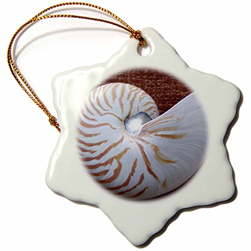 3dRoseNautilus Shell Ii Snowflake Ornament, Multi-Colour, 3-Inch