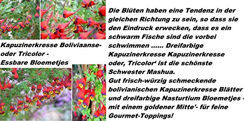25x Kapuzinerkresse Samen Hingucker Kletterpflanze Pflanzensamen Pflanze Rarität Blumen Garten Saatgut Neuheit #96