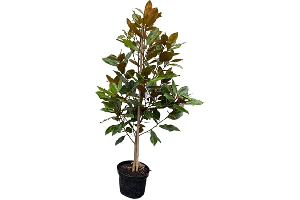 Magnolia grand. 'Little Gem' - Magnolier 60-80 cm en pot