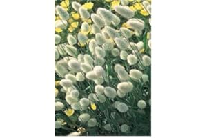 Just Seed - Ornamental Grass - Bunny's Tails Lagurus Ovatus - 100 Seeds