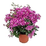 PACK 2 BUGANVILLAS 5 litros ¡NATURALES! - ¡¡SÚPER OFERTA!! (Envíos sólo a Península)