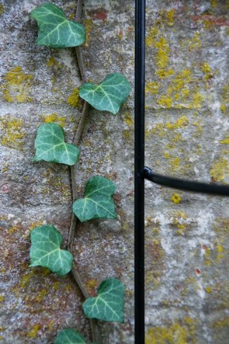 Rankhilfe, Rankgerüst, schwarz, Höhe: 150 cm, Volleisen Rankgitter halbrund - 5
