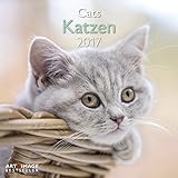 Katzen 2017 - A&I Katzenkalender, Tierkalender, Broschürenkalender - 30 x 30 cm by 