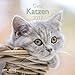 Katzen 2017 - A&I Katzenkalender, Tierkalender, Broschürenkalender - 30 x 30 cm by 