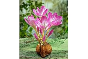 MILLTHORPE PLANT CENTRE Colchicum The Giant - Naked Ladies - Size 20-3 Bulbs -