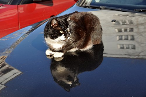ISOTRONIC Tiervertreiber 2er Set gegen Katzen Hunde Hundeschreck Ultraschall Katzenschreck für draußen batteriebetrieben mobil einsetzbar Ultraschallabwehr Katzenabwehr im Garten Auto Katzenvertreiber wetterfest Hunde und Katzenschreck Katzenvertreiber Hundevertreiber Hundeabwehr - 7