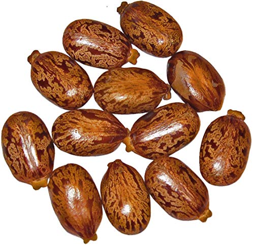 PLAT FIRM Germination Seeds PLATFIRM-Giant Zanzibar Castor Bean 7 Seeds -Ricinus- Green Leaf Garden, Lawn, Supply, Maintenance