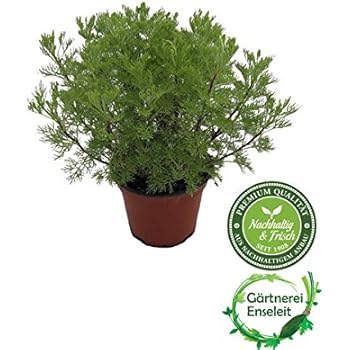 Liebstöckel,Levisticum officinale,Maggikraut,frisch für