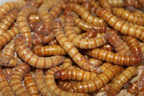 Preisvergleich Produktbild kleine lebende Mehlwürmer 1kg