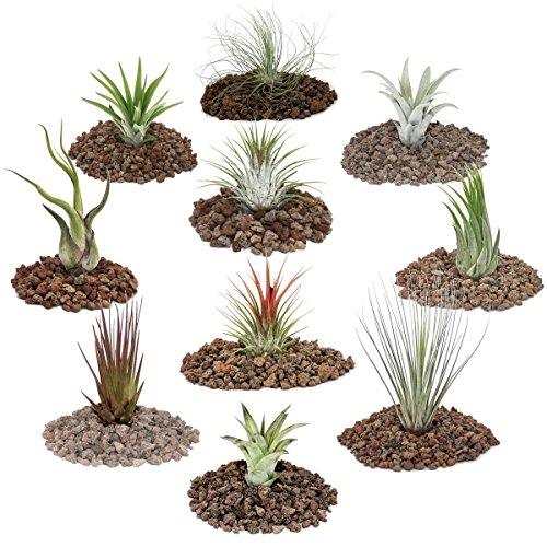 exotenherz Pflanzen, 10 verschiedene Tillandsien im Set, Größe S, grün, 27 x 17.5 x 8 cm, 113708022017