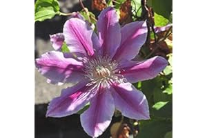 Clematis 'Doctor Ruppel'- Clématite 'Doctor Ruppel' 50-60 cm en conteneur
