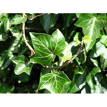 Wilder Wein &lsquo;Engelmannii&rsquo; - Schnellwachsende Kletterpflanze: Amazon.de