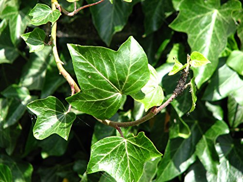Gemeiner Efeu - Hedera helix - Kletterpflanze Bodendecker - 15-25cm Topf Ø 11cm (10)