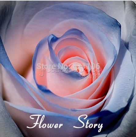 20 Samen Rose Blau Rosa bunte Rosensamen - 2