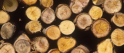 Einhell Akku Kettensäge GE-LC 18 Li Solo Power X-Change (Lithium Ionen, 18 V, 230 mm Schnittlänge, Oregon Kette und Qualitätsschwert, Kettenfangbolzen, ohne Akku und Ladegerät) - 8