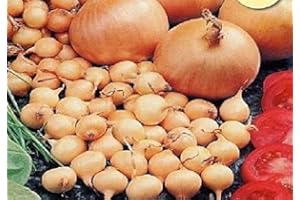 JUST SEED JustSeed - Onion Sets - Stuttgarter Giant - 300g (Approx 85 Quality Sets)