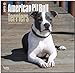 American Pit Bull Terrier Puppies 2015 - Pit Bull Welpen: Original BrownTrout-Kalender [Mehrsprachig] [Kalender] by 