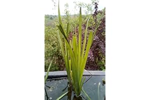 HAUS&GARTEN 8 piante filtranti, pianta da stagno/pianta acquatica, depurazione dell'acqua