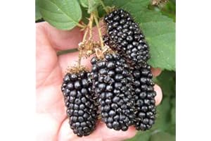 AMAZONSEEEDS MORA GIGANTE BLACK DIAMOND,GIGSNT, BLACK BEAUTY, RED DIAMOND