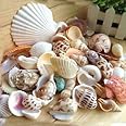 Reva Natural Mix Sea Shell for Aquarium, Fish Tank, Vase Filler, Home & Garden 400Gram pack
